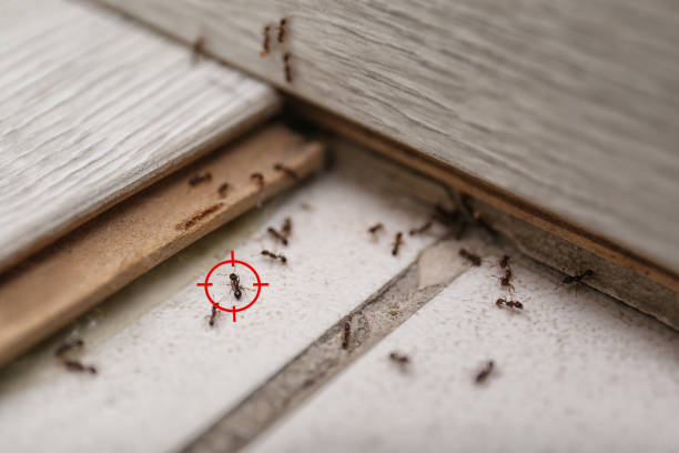 Best Residential Pest Control  in Hamlet, NC