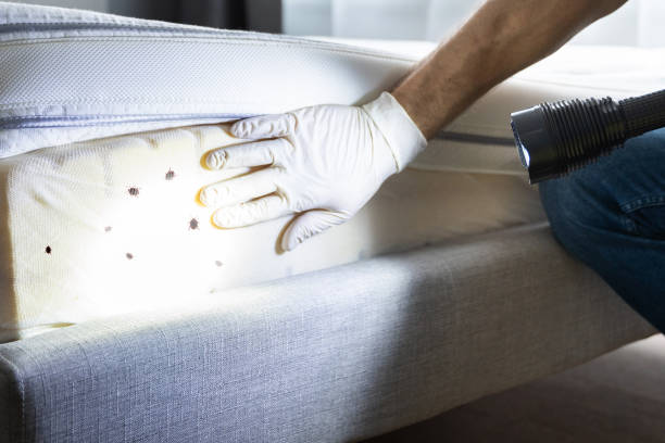 Best Wasp Removal Services  in Hamlet, NC