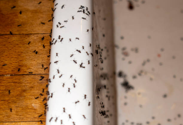 Best Flea Control Services  in Hamlet, NC