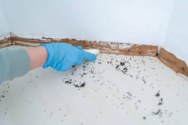 Best Rat Extermination Near Me  in Hamlet, NC